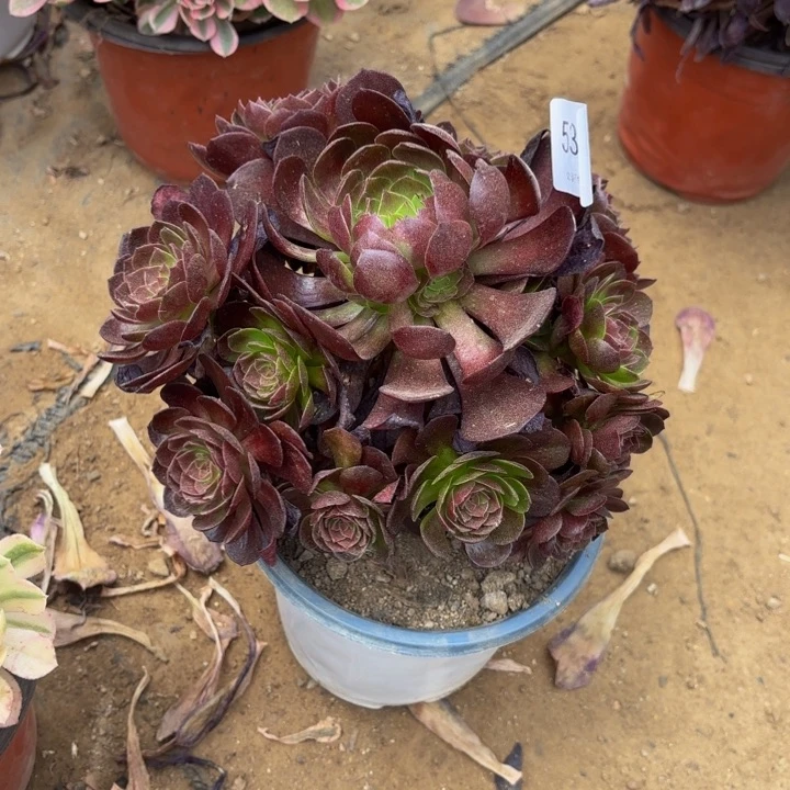 黑魔多肉处理不包断头5350