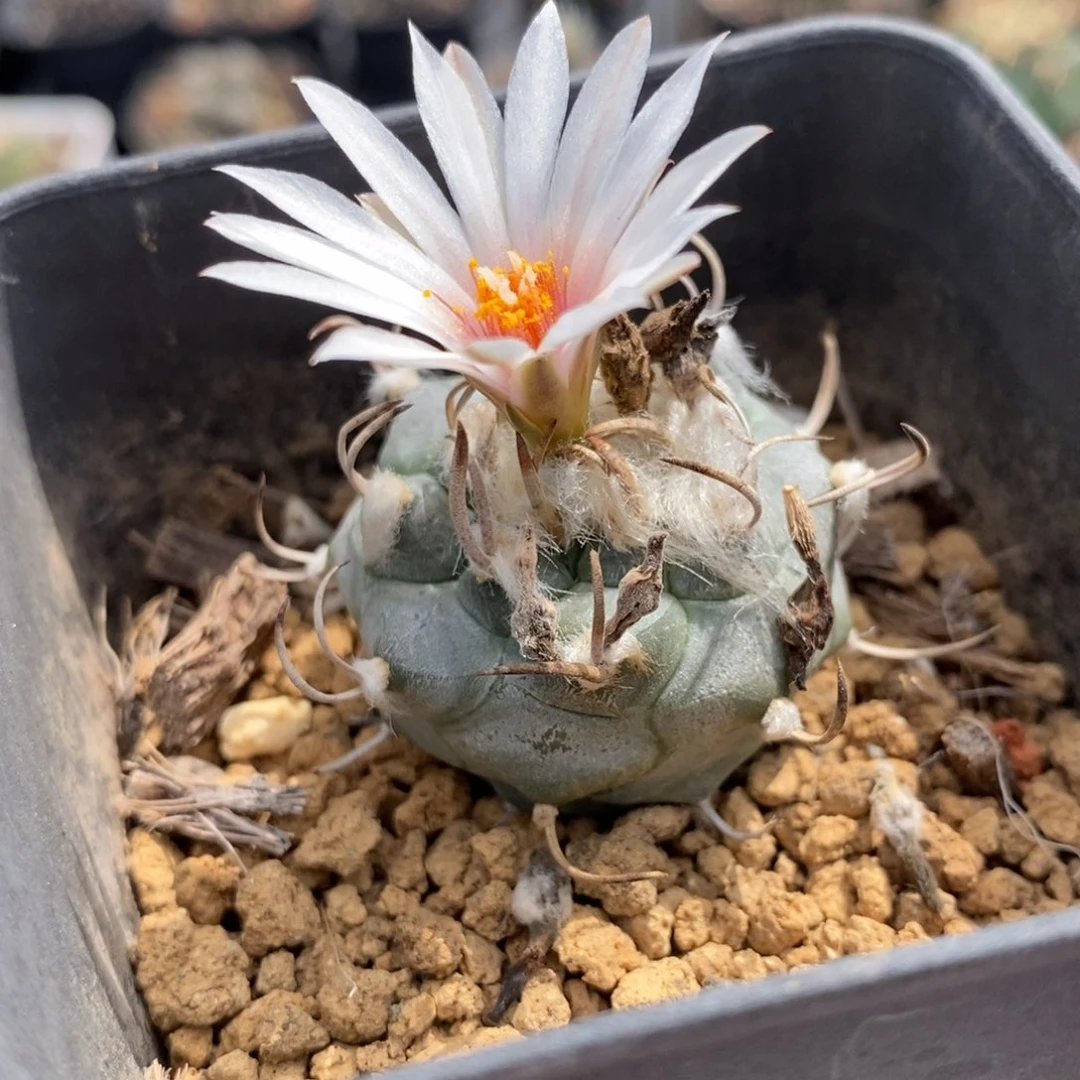 离城丸植播园艺优选