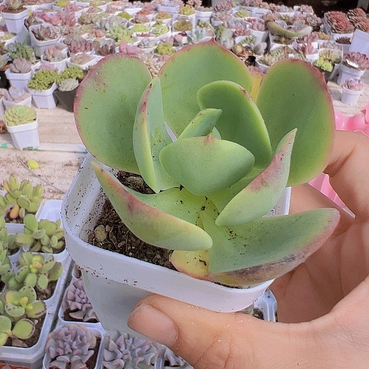 碧桃19保邮多肉植物