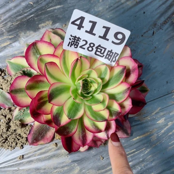 4119一号棚荔枝多肉J