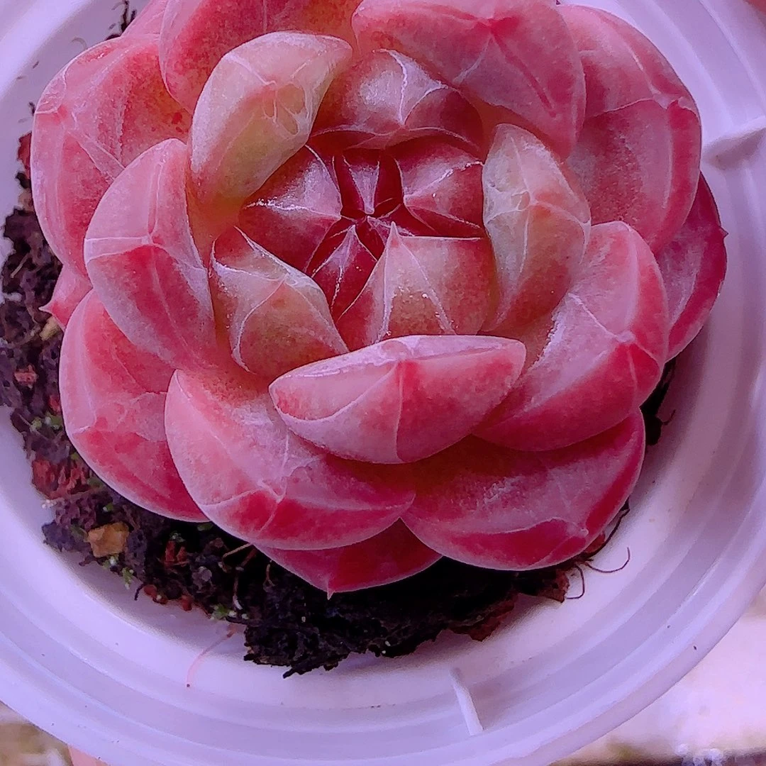 用***3【闪购商品】0909-20甜心