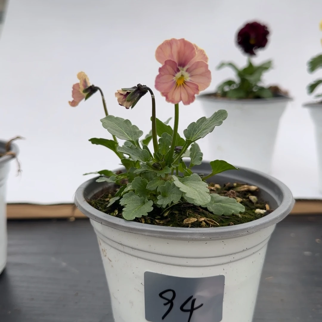 当前无花朵，栽培后可花朵94号