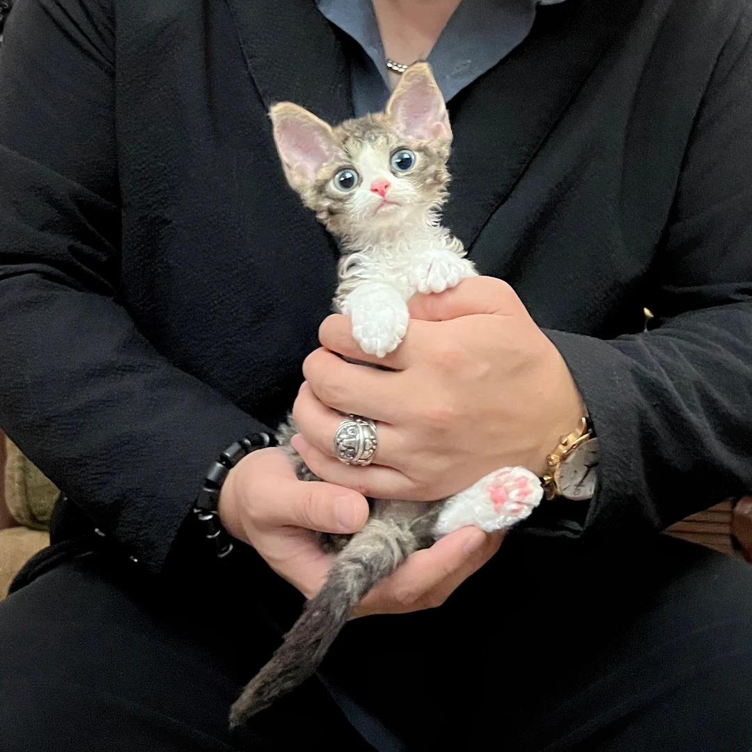 虎斑开脸德文卷毛猫弟弟Kael(凯尔)猫咪活体MSY喵四爷猫舍
