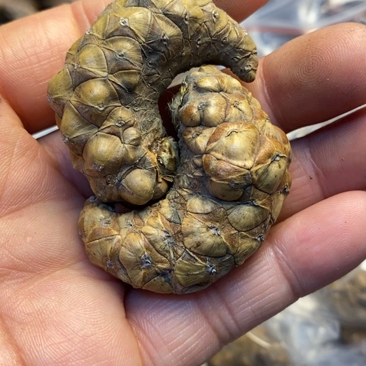 文玩核桃吊坠娜姐227