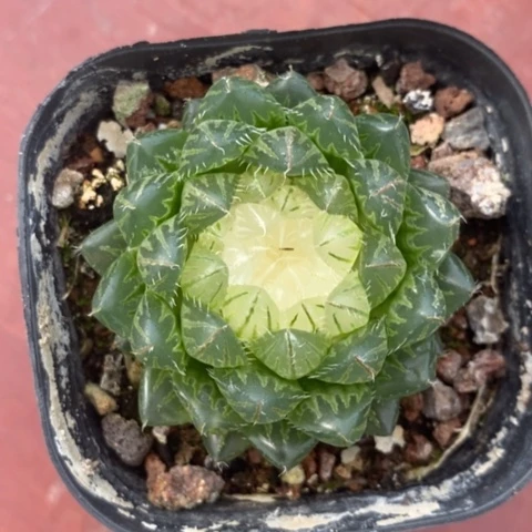 翠云锦单5仙人球