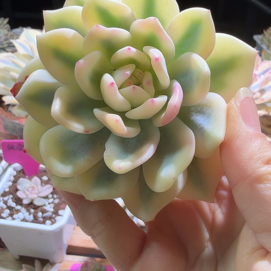 宽城子锦，多肉植物。