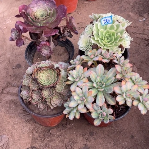 250多肉植物组合,