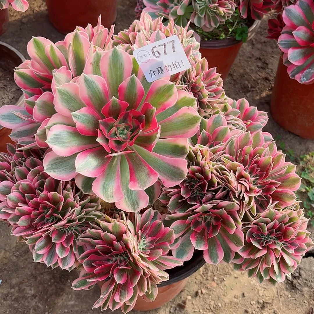 无花朵龙**?多肉植物677