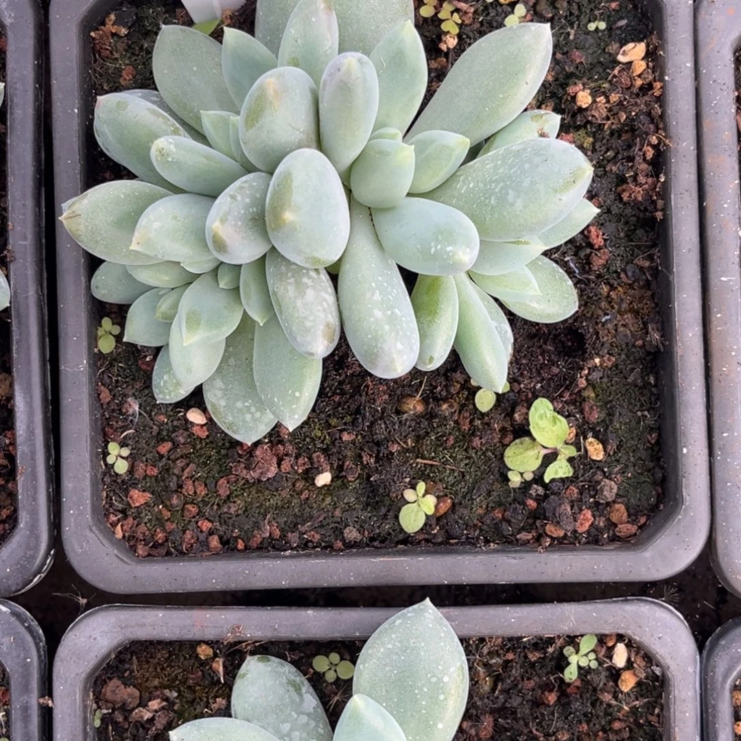 胖体哥特多肉植物991