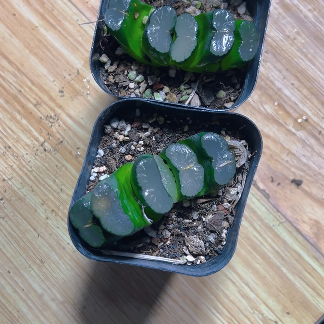 白瓷玉扇多肉多肉一颗