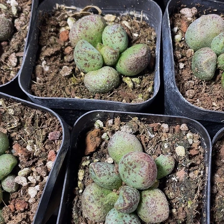 玛丽安水泡2.8带盆