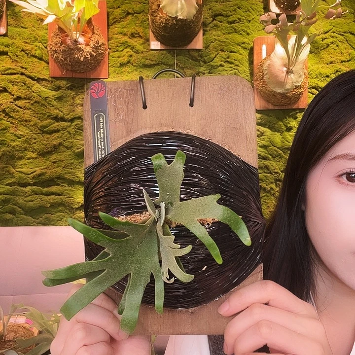 不开花植物黑牌 侏儒5200