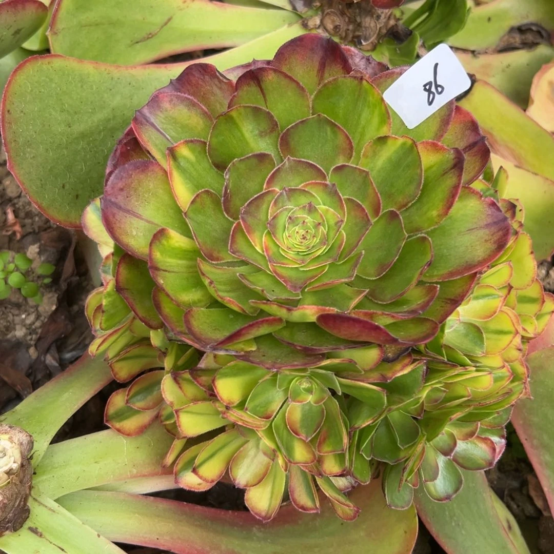 86霓虹多肉无根多肉