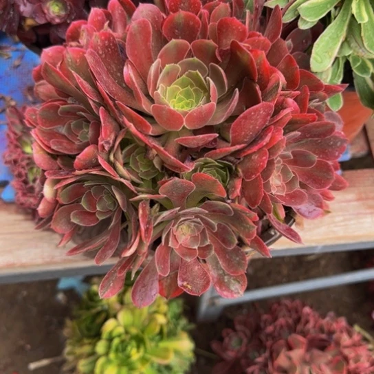 雅典娜7.99加急发明天早上