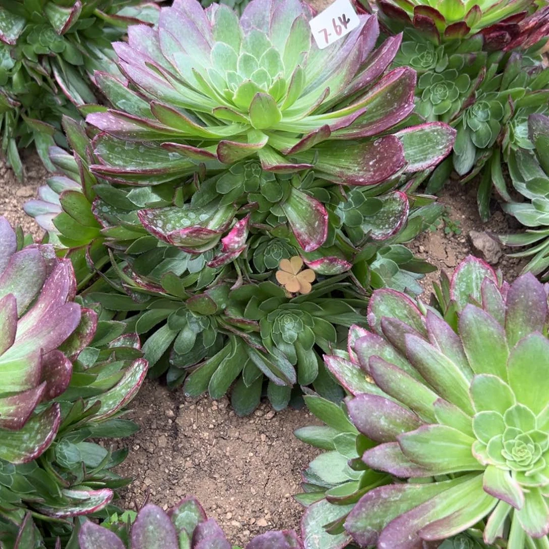 64万花筒多肉多肉量