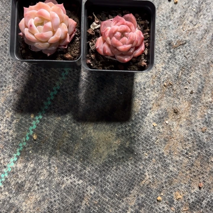 彩一物一拍专拍链接