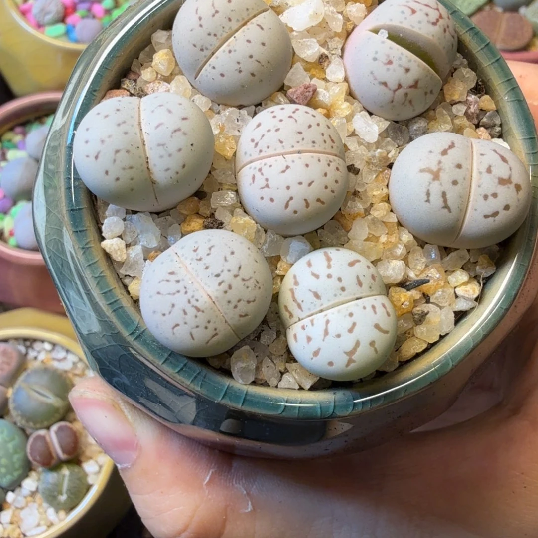 ℡****多肉植物的生长发育10