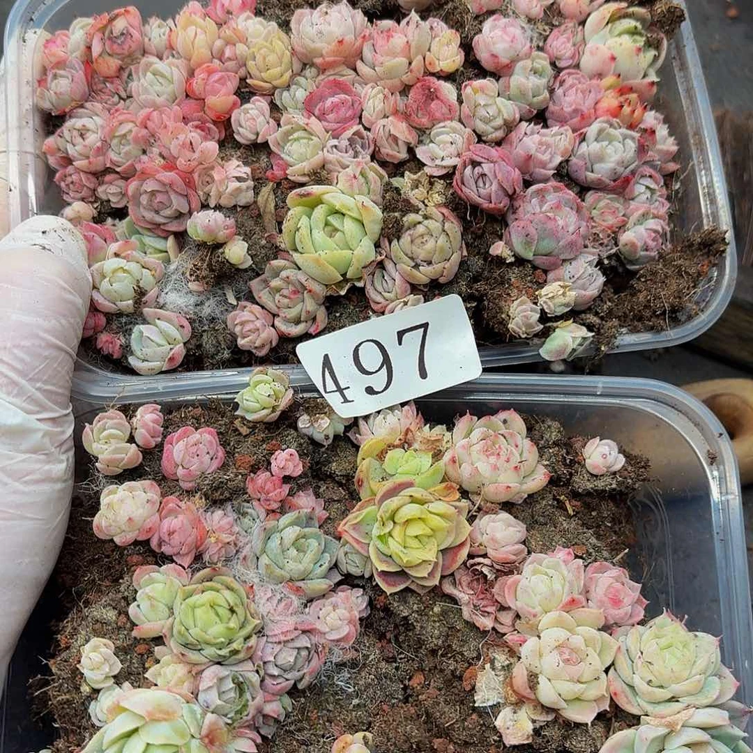 多肉植物多肉植物497