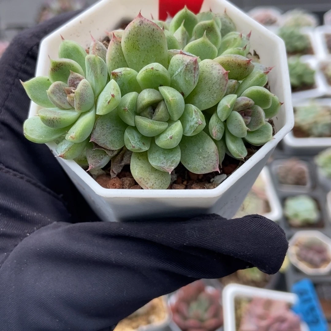 743赤水晶多肉植物