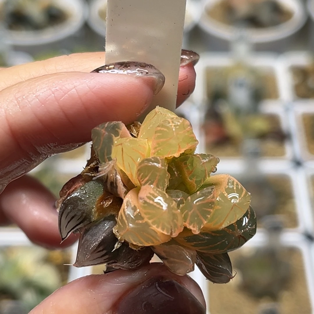 2糊斑龙爪玉露锦➕好锦福利专场