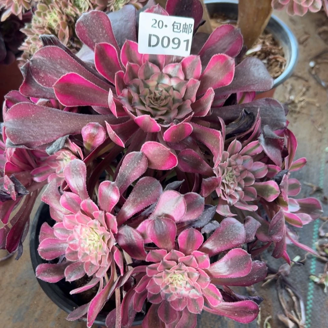 091红铜白满20包邮，