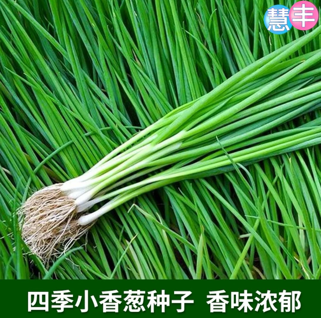 四季小香葱籽易种小葱生长阳台菜园盆栽葱种植家庭小葱种子
