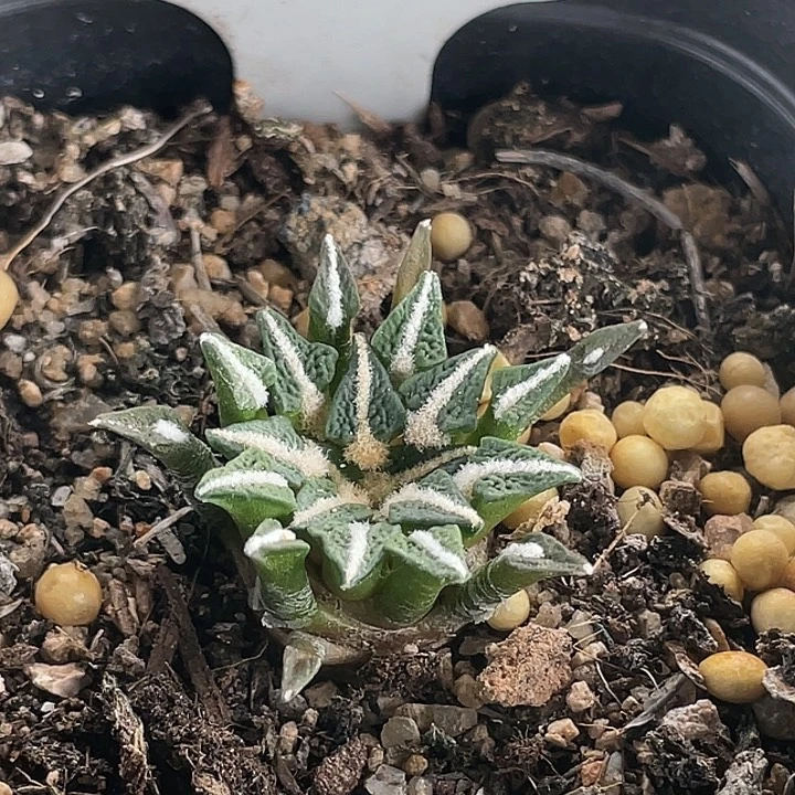 黑牡丹实生仙人球