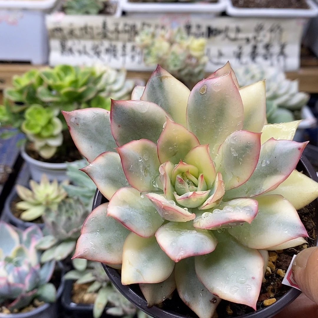 2856 月光女神锦