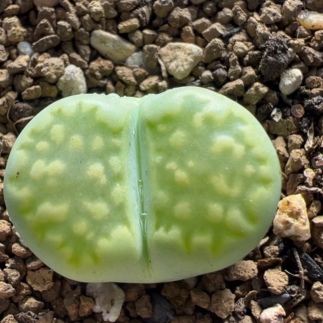 84多肉植物百科植物