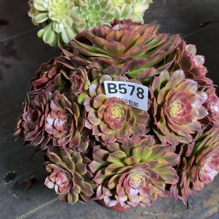 瑞妈一物一拍578