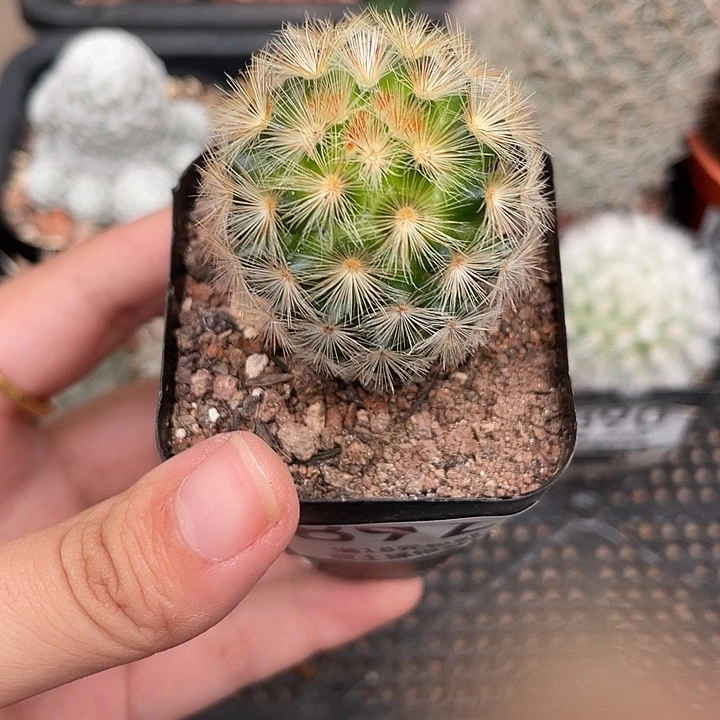 892嘉文仙人球植物