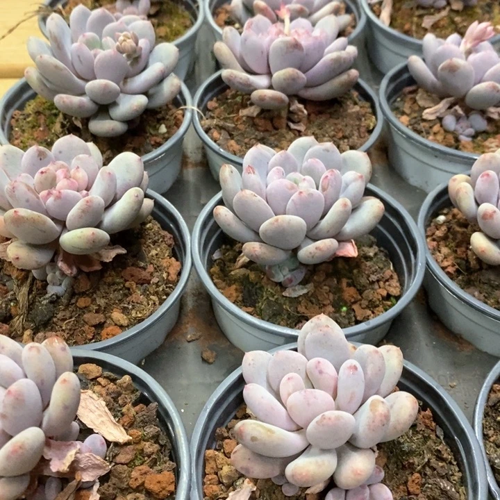 35。香香雪。单头。