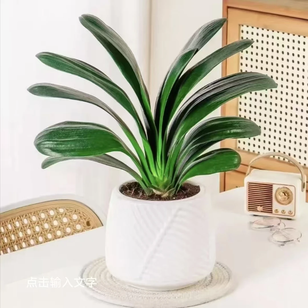 FJ带白盆8 - 12片叶君子兰室内绿植盆栽客厅阳台四季开花