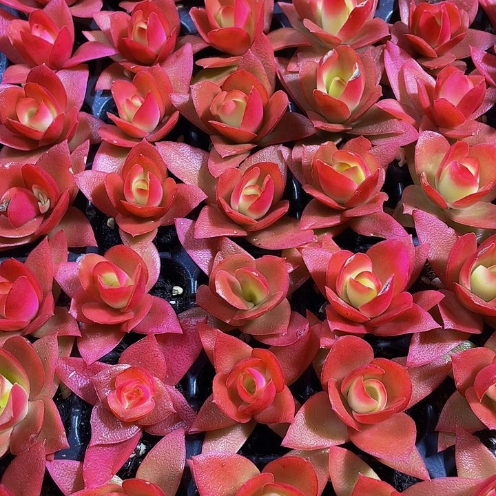 小火鸡1元带土发货