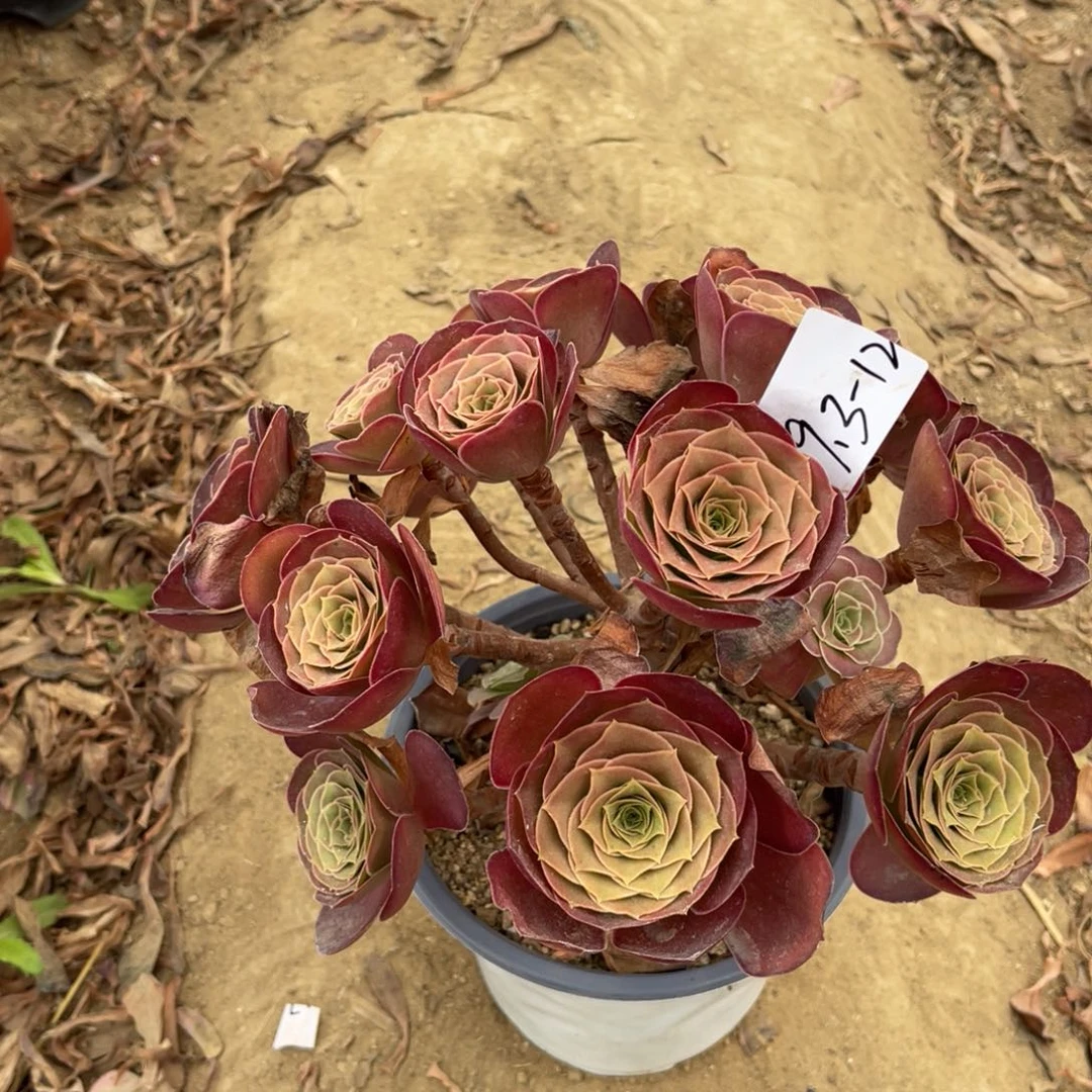 9.3-12魅金玫瑰绣球