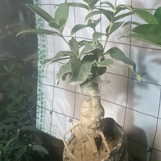 森***制完全开放四季丹桂