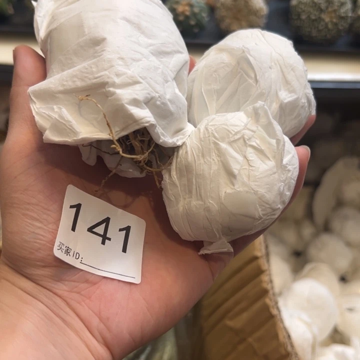 ****幻兜星球仙人球141号球