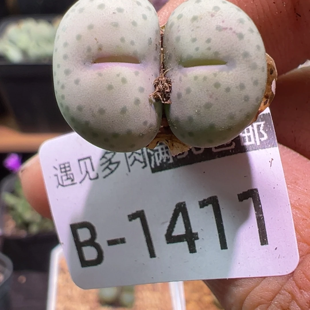 多肉植物1111111111111