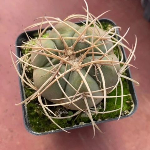 光琳玉单3仙人球