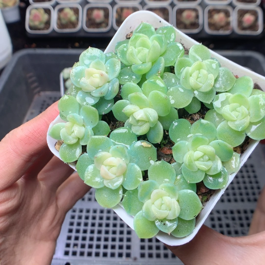 无花朵W106。财富c1