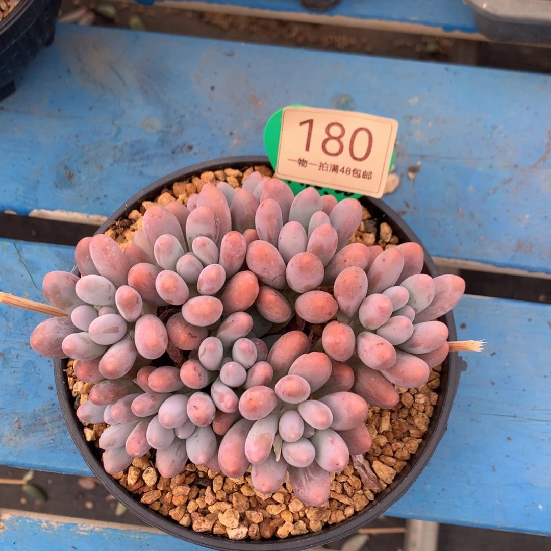 大头汤圆开播福利180