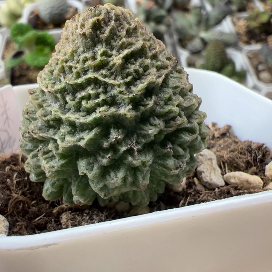 艾米丽大苗多肉植物水泡