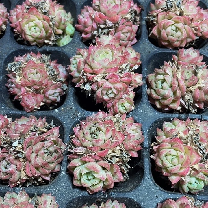 小女王群1.5带土发