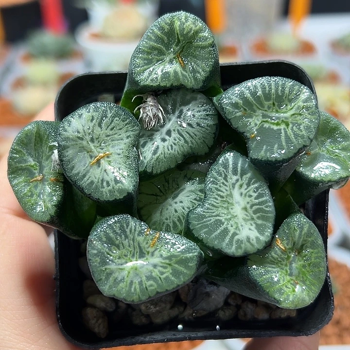 十二卷多肉翡翠龙