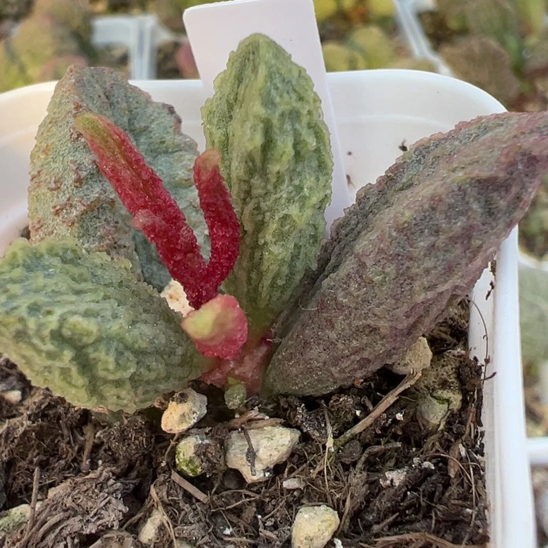 大叶型实生新品大苗多肉植物水泡