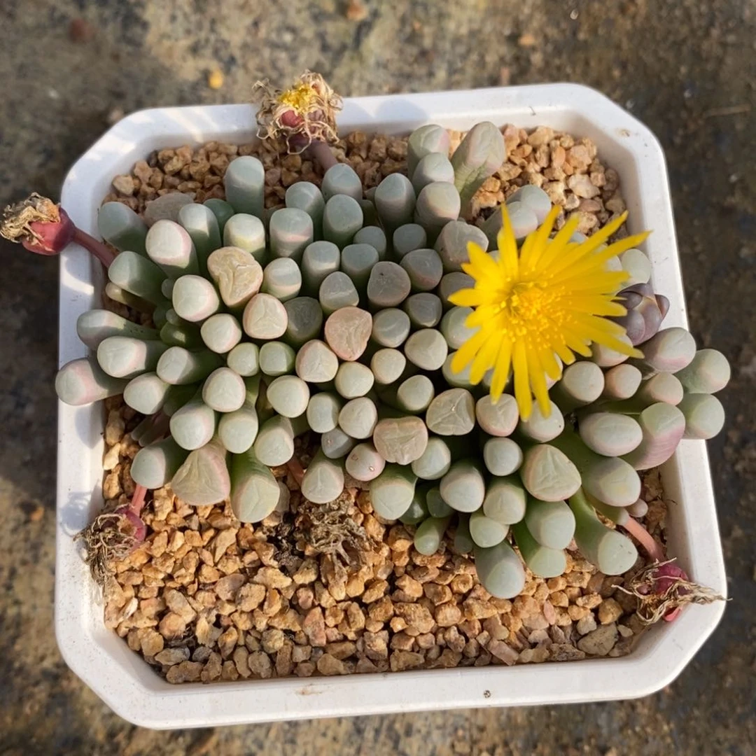 自助下单一物一拍多肉，下滑有惊喜