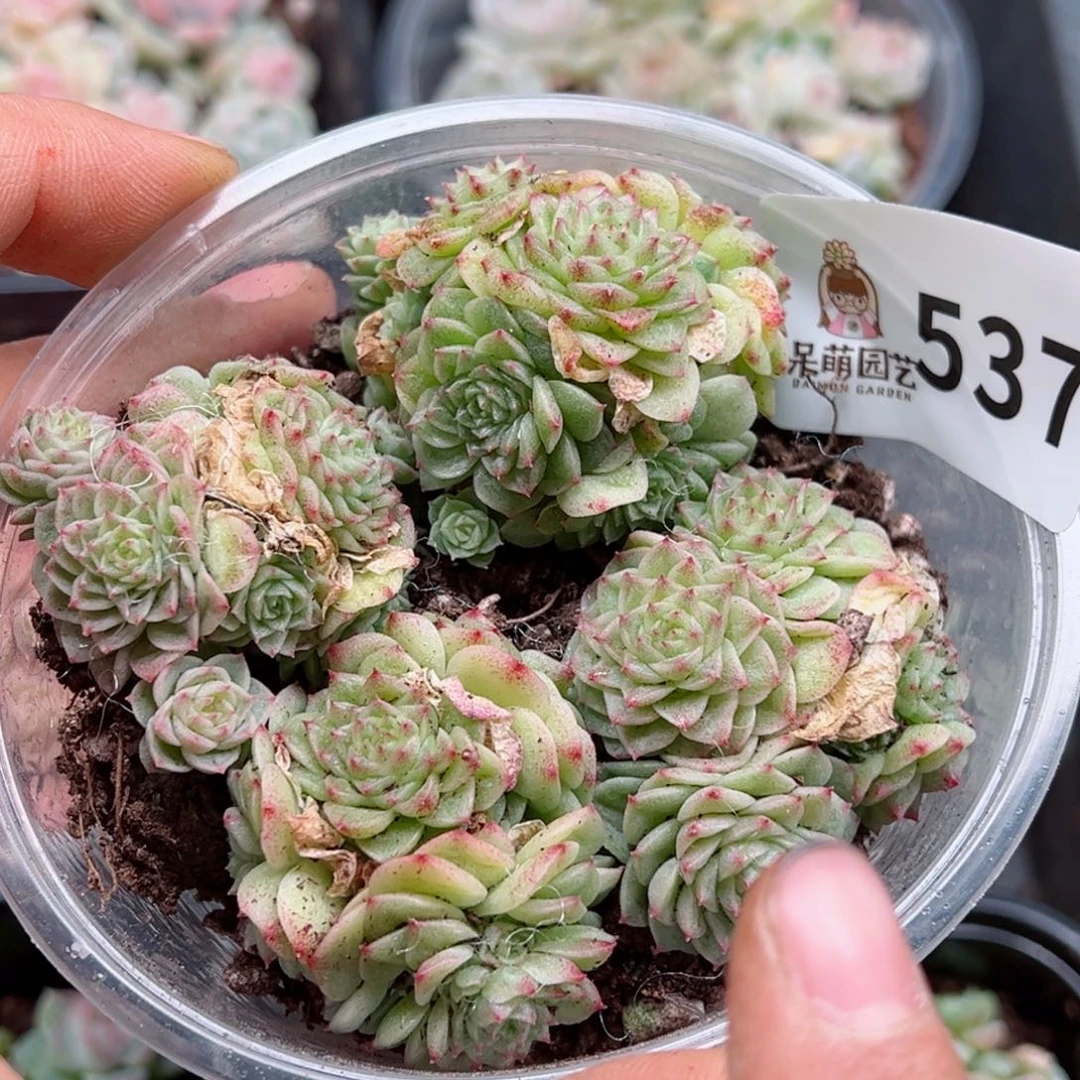 多肉植物多肉植物