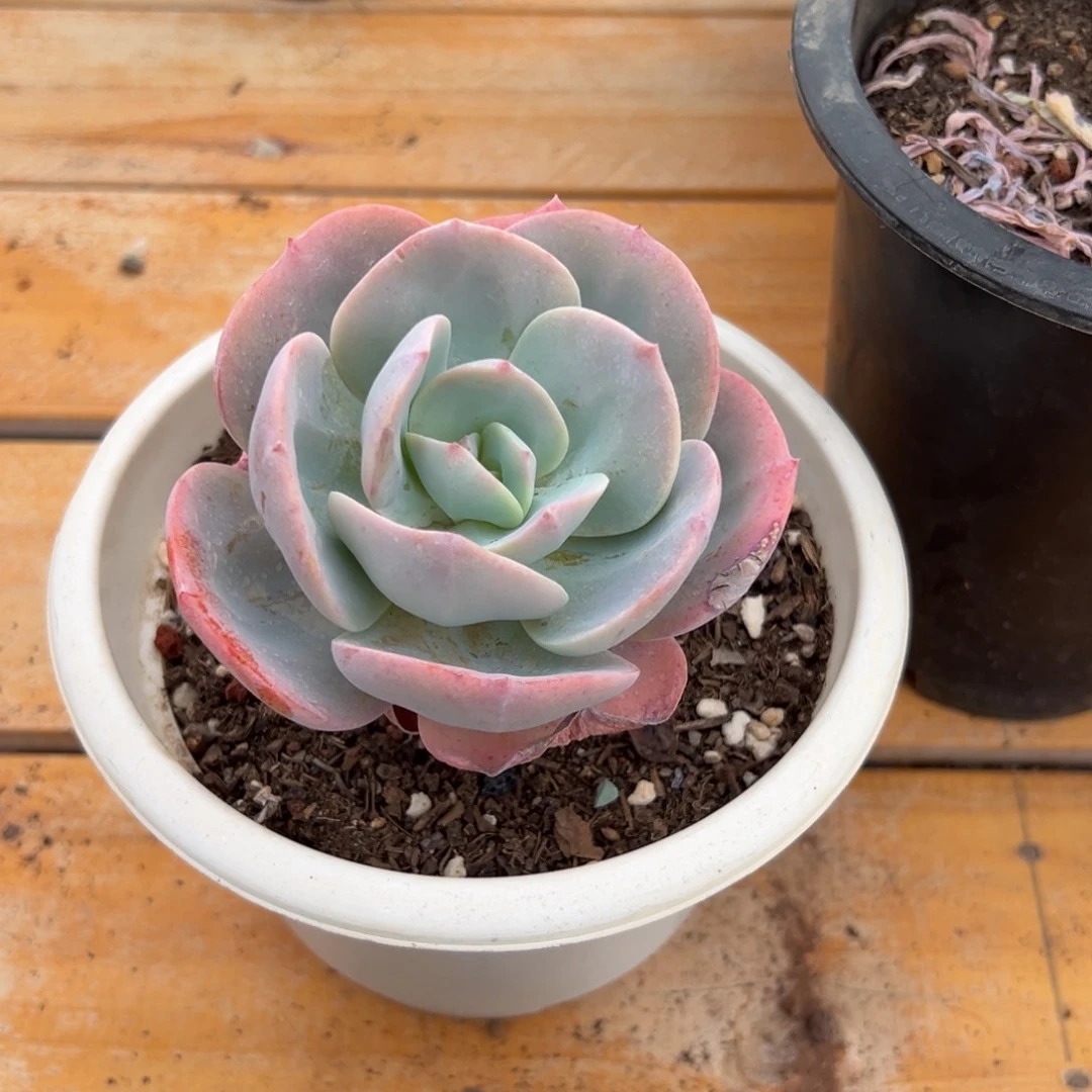 多肉单头白凤【非偏远地区满18包邮】