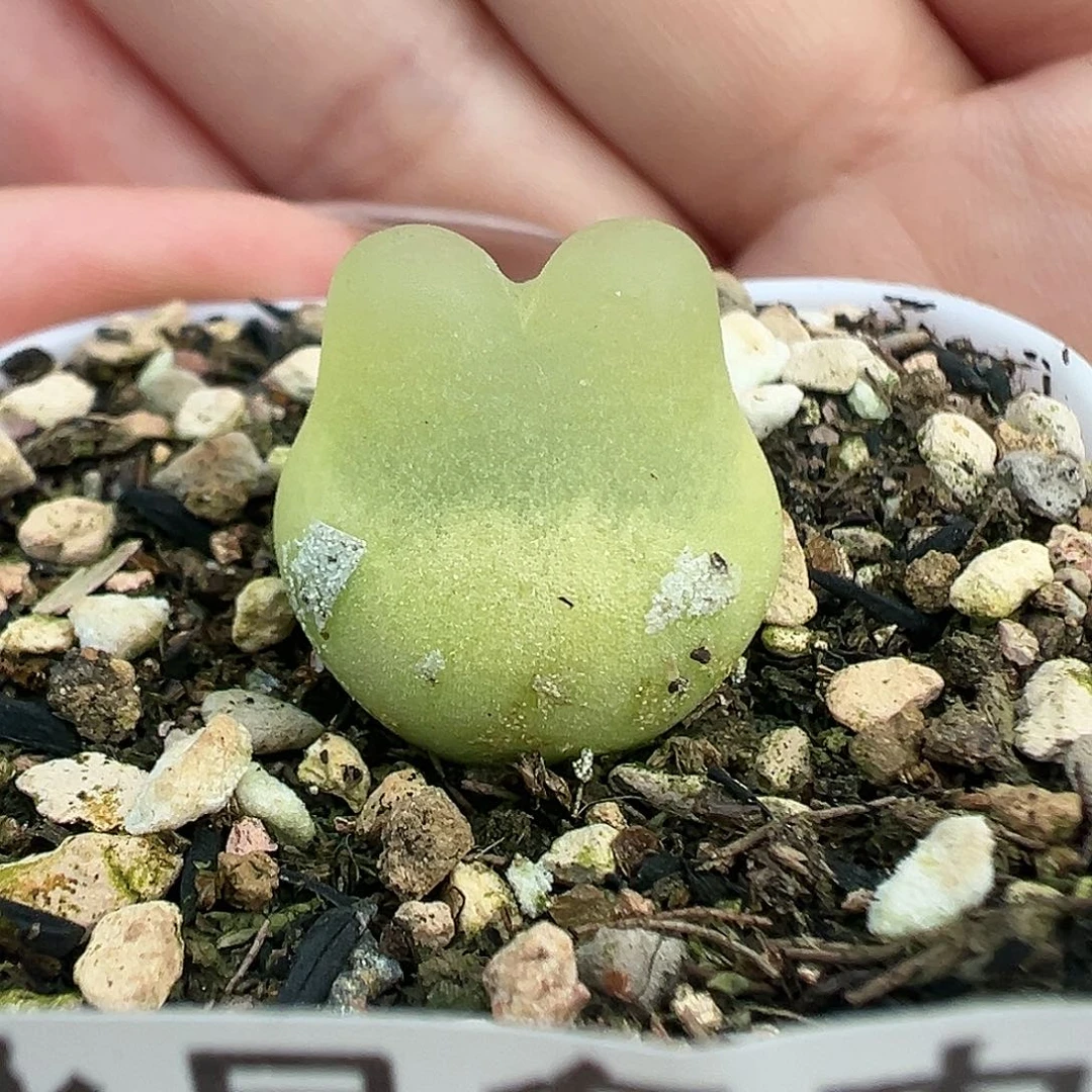 048日系拉登带盆土发货