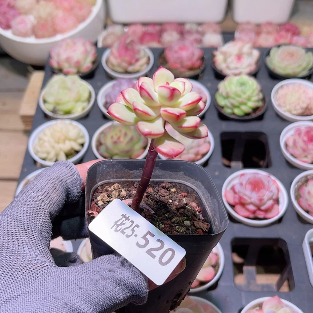 花25-520探戈单头